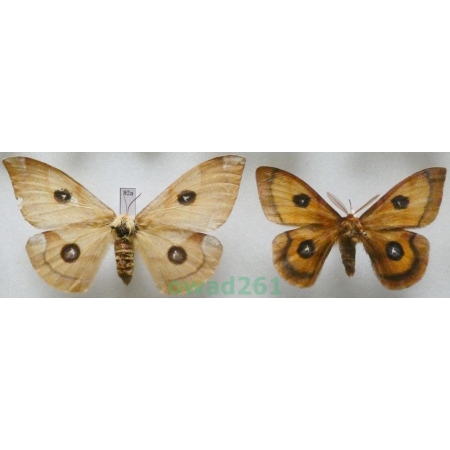 Aglia tau (Linnaeus, 1758) pair Czech82a